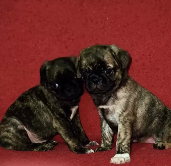 Egzotik Renk Pug Mops Yavruları