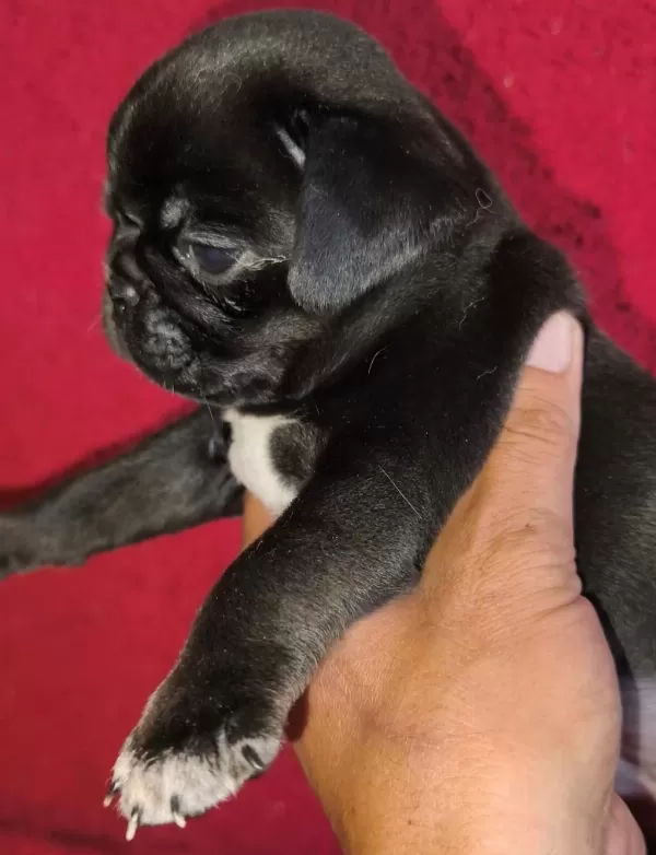 Egzotik Renk Pug Mops Yavruları