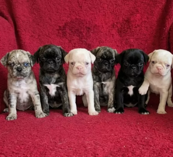 Egzotik Renk Pug Mops Yavruları
