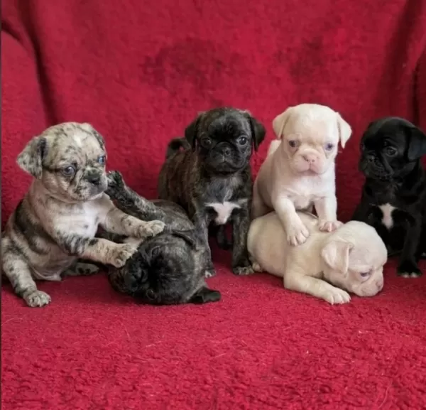 Egzotik Renk Pug Mops Yavruları