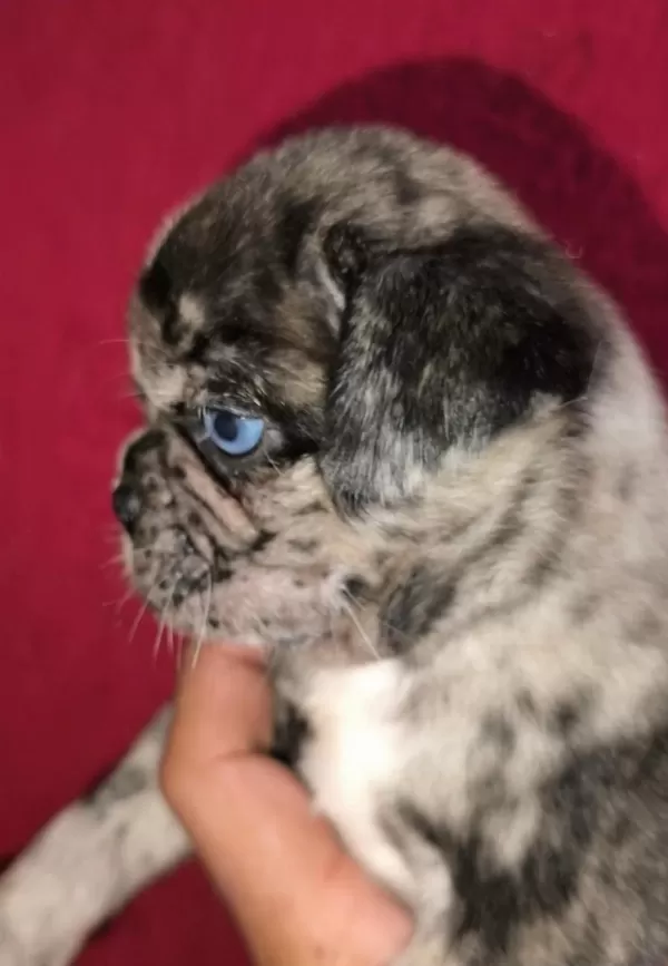 Egzotik Renk Pug Mops Yavruları