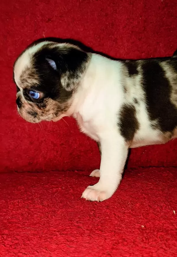 Egzotik Renk Pug Mops Yavruları