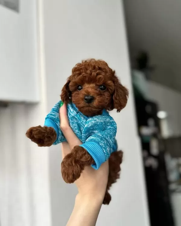 Özel Toy Poodle Yavrulari
