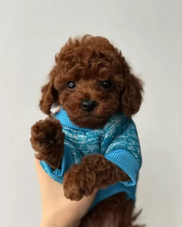 Özel Toy Poodle Yavrulari