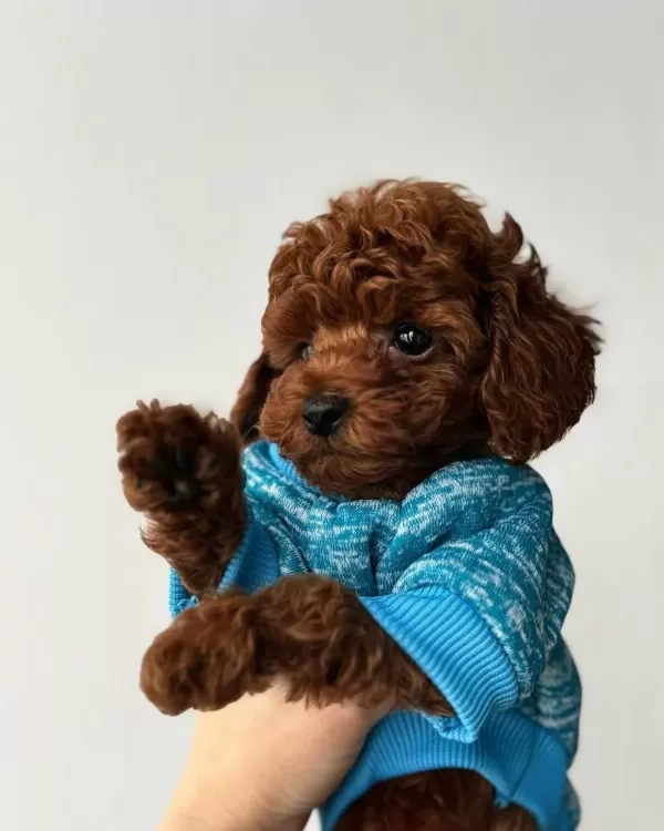 Özel Toy Poodle Yavrulari