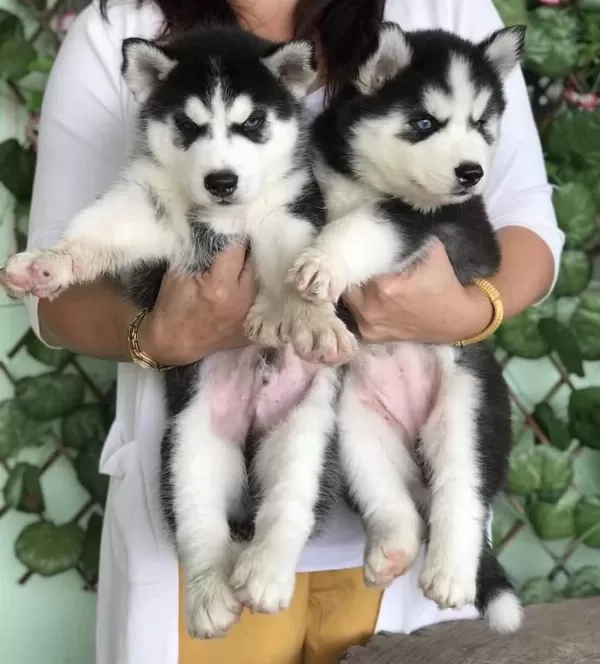 Husky Sibirya Yavrulari