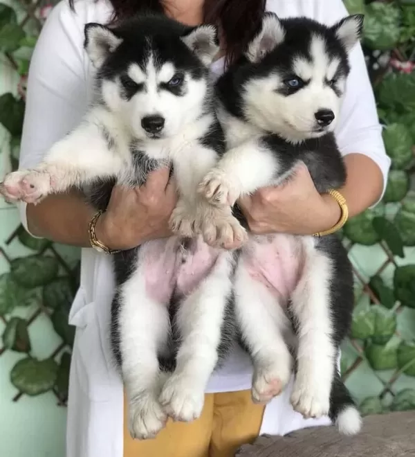 Husky Sibirya Yavrulari