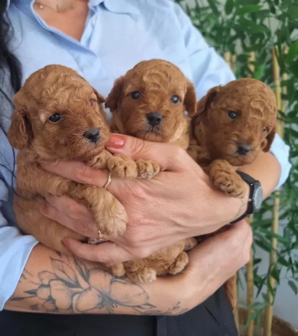 Birbirinden Güzel Toy Poodle Bebeklerimiz