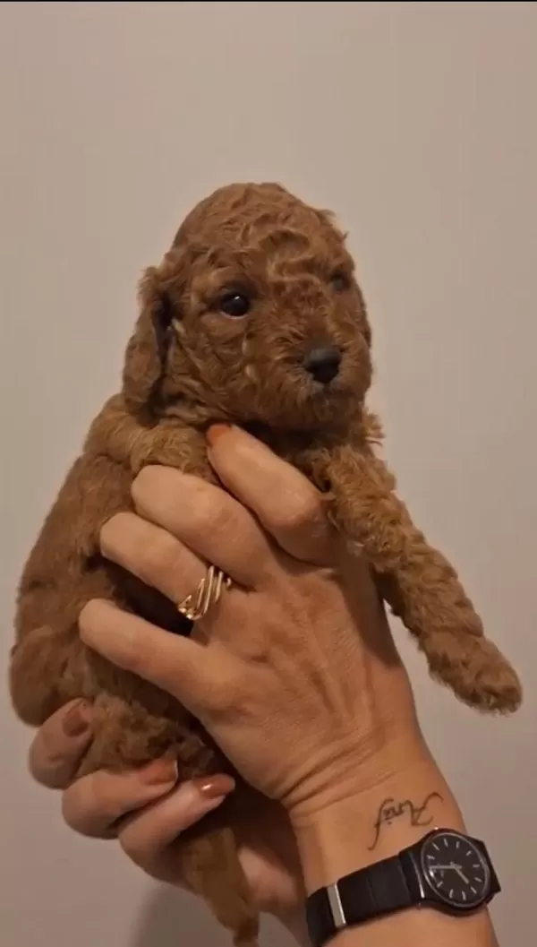Birbirinden Güzel Toy Poodle Bebeklerimiz