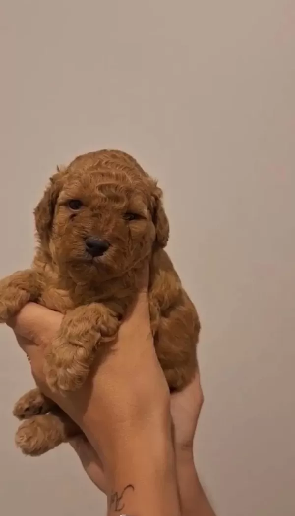 Birbirinden Güzel Toy Poodle Bebeklerimiz