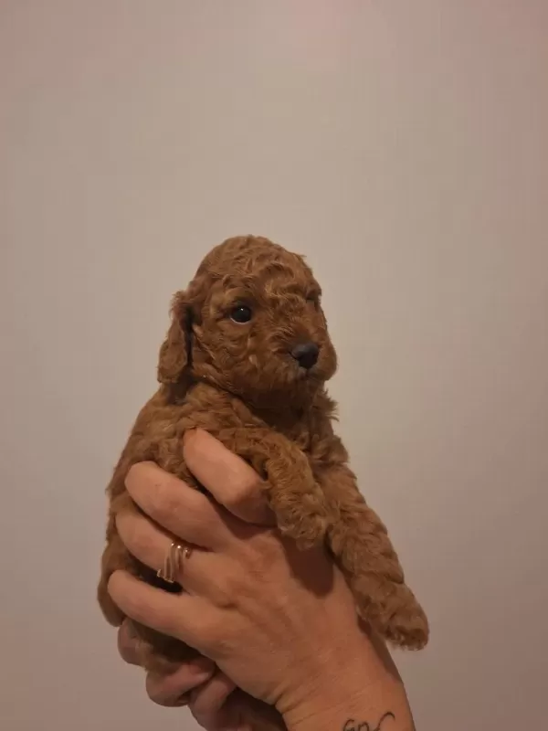 Birbirinden Güzel Toy Poodle Bebeklerimiz