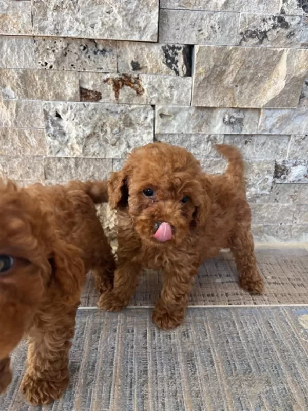 Çook Özel Piril Piril Saf Kan Kore Kan Poodle Yavrular