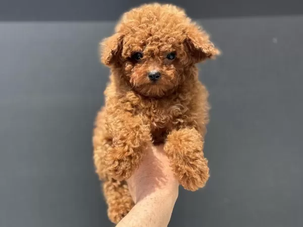 Ankaranın En Elit Toy Poodle Yavruları Ziyarete Açık
