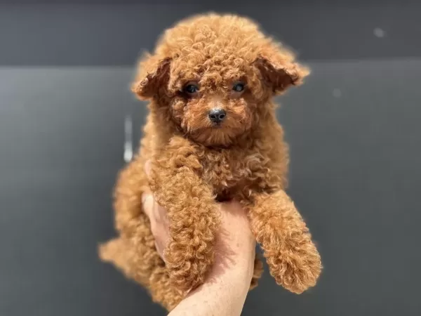Ankaranın En Elit Toy Poodle Yavruları Ziyarete Açık