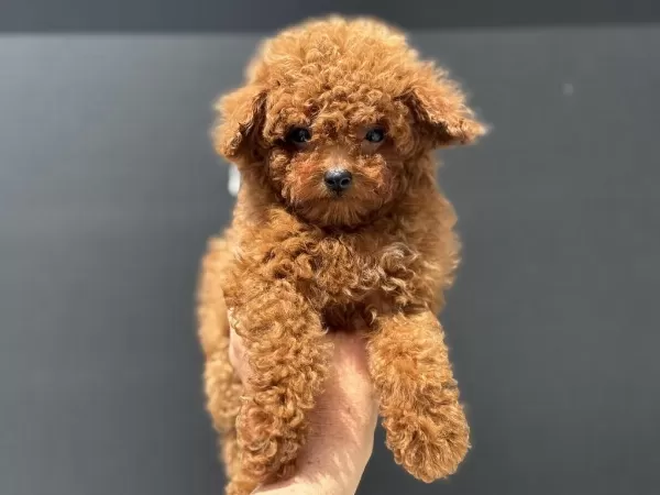 Ankaranın En Elit Toy Poodle Yavruları Ziyarete Açık
