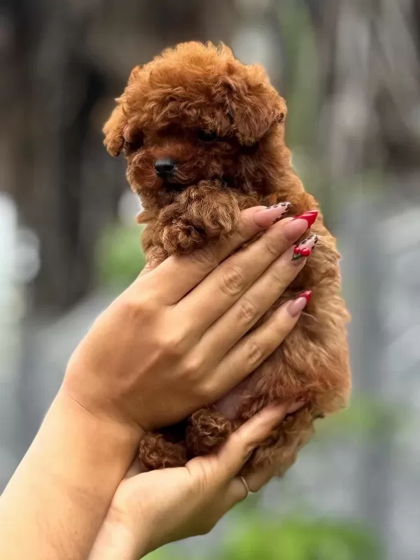 Teacup Boy Aşili Wc Eğitimli Premium Poodle
