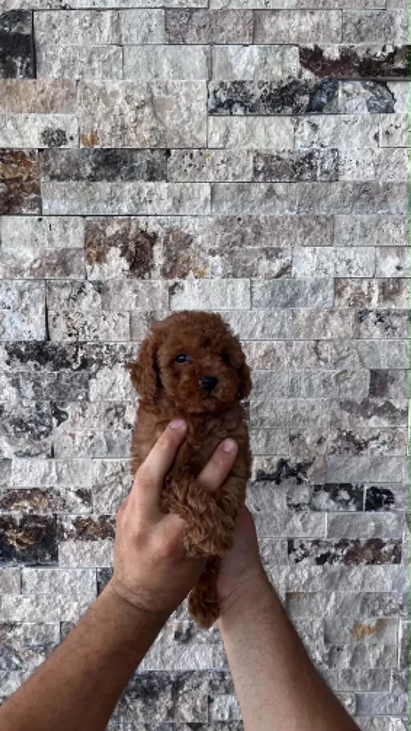 İrk Sağlik Ve Kilo Garantili Red Toy Poodle Yavrular