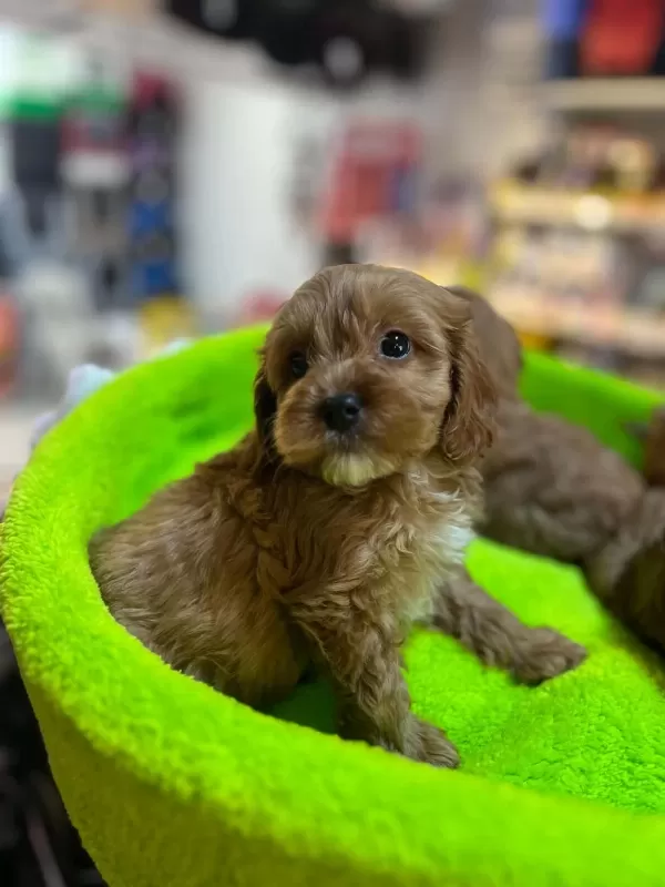Orjinal Hipoalerjenik Teacup Maltipoo