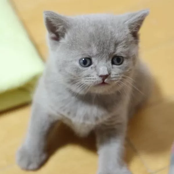 British Shorthair Yavrulari