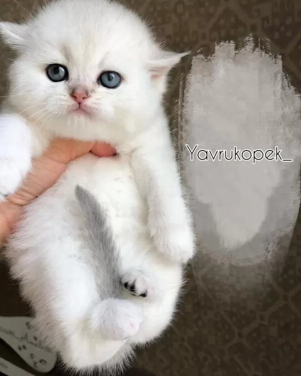 British Shorthair Yavrulari