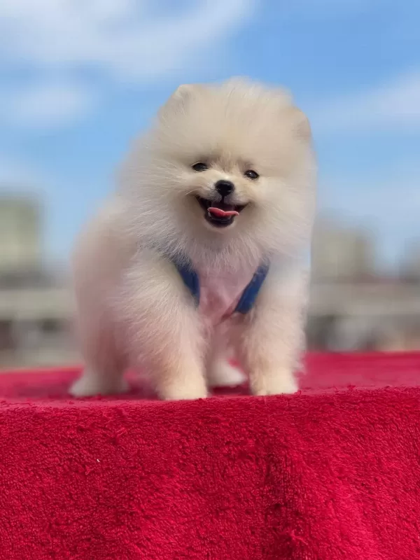 Ankaranın Tek Pet Danışmanlığı