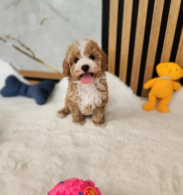 Ruhsatli Köpek Çiftliğinden Maltipoo Yavrularimiz