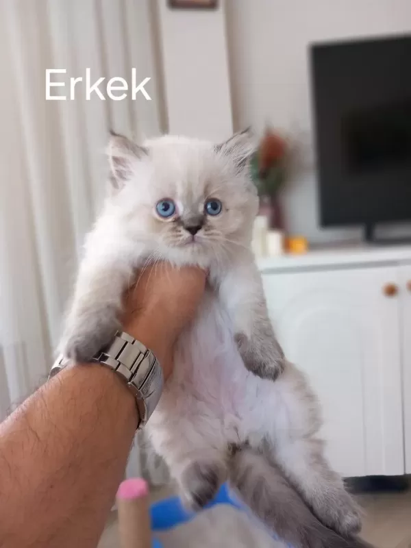 2 Aylık British Longhair Yavrular