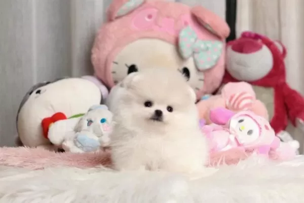 Pomeranian Boo Köpeğimiz