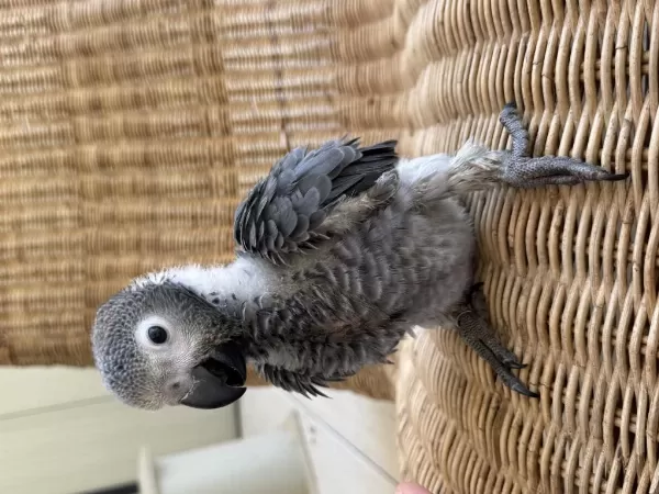 Bebek Papağan Jako Yok Böyle Güzellik