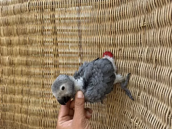 Bebek Papağan Jako Yok Böyle Güzellik