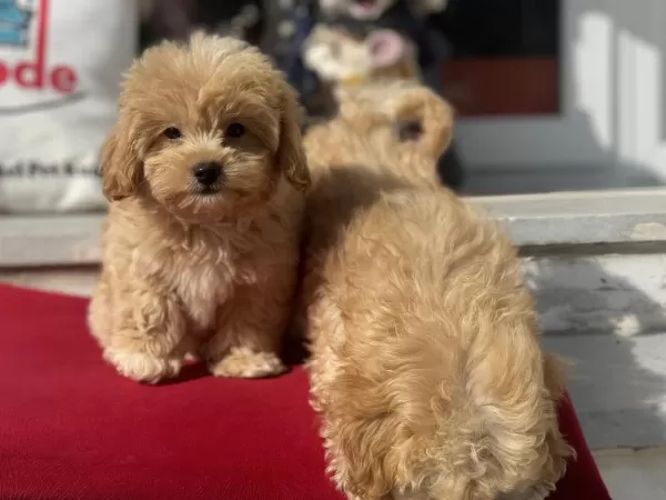 Profesyonel Ruhsatlı Çifrlikden Maltipoo Yavrular