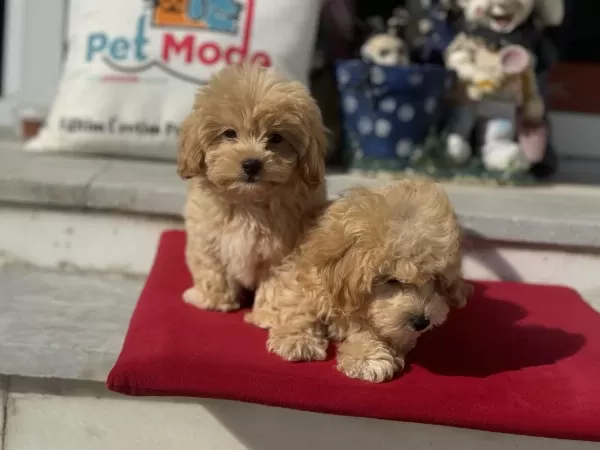 Profesyonel Ruhsatlı Çifrlikden Maltipoo Yavrular