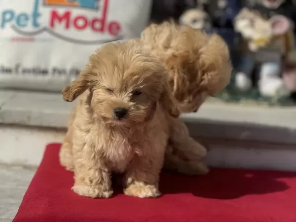 Profesyonel Ruhsatlı Çifrlikden Maltipoo Yavrular