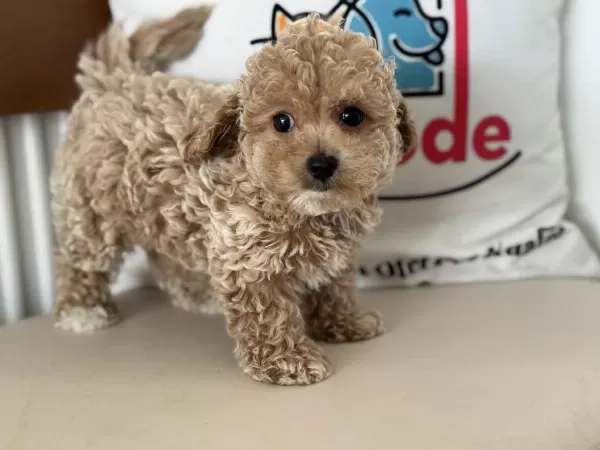 Petmode Köpek Çiftliğinde Ziyarete Açık Kore Maltipoo
