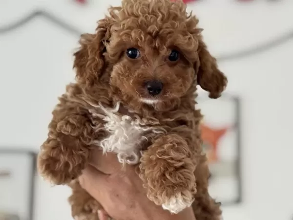 Petmode Köpek Çiftliğinde Ziyarete Açık Kore Maltipoo