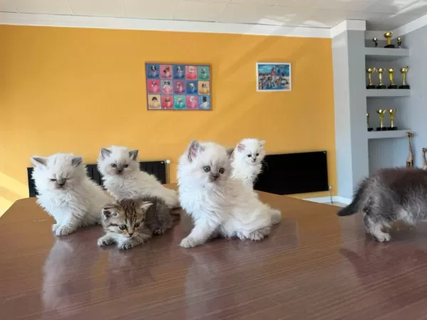 British Longhair Yavrular Shorthair Yavrular Ankara