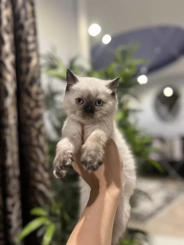 British Shorthair Chocalate Point Yavrularim