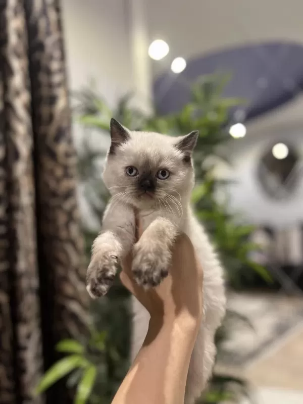 British Shorthair Chocalate Point Yavrularim