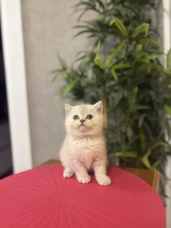 British Shorthair Silver Yavrularim