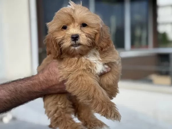 Ankaranın En Seçkin Kore Maltipoo Yavruları