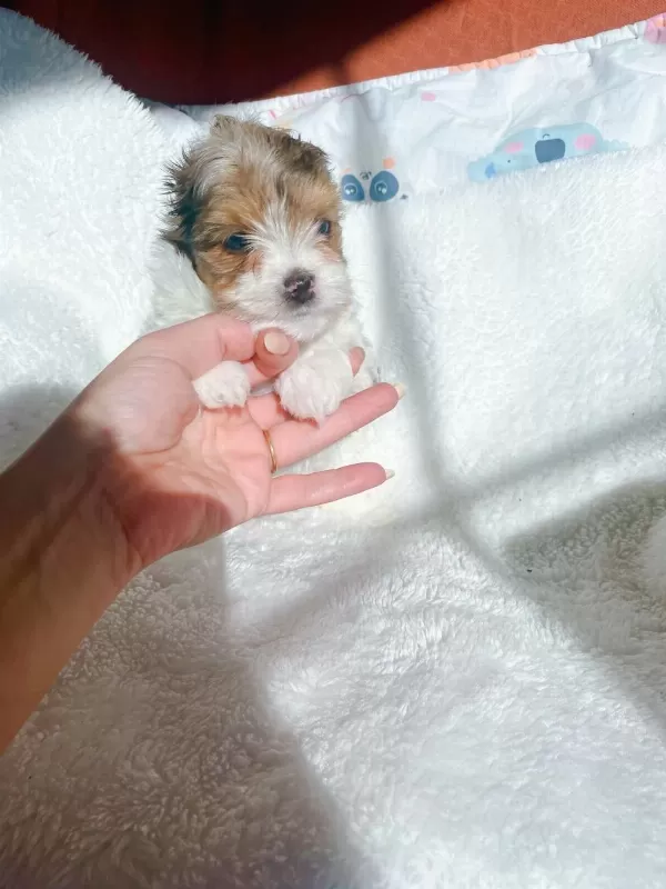 Show Kalite Tea Cup Morkie Yavrularımız
