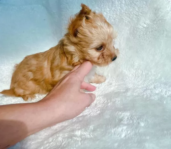 Show Kalite Tea Cup Morkie Yavrularımız