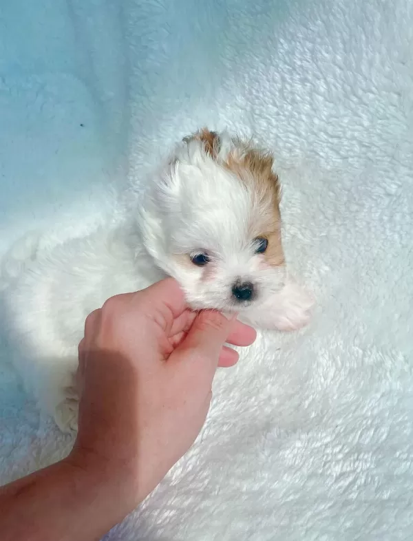 Show Kalite Tea Cup Morkie Yavrularımız