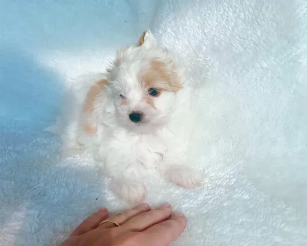 Show Kalite Tea Cup Morkie Yavrularımız
