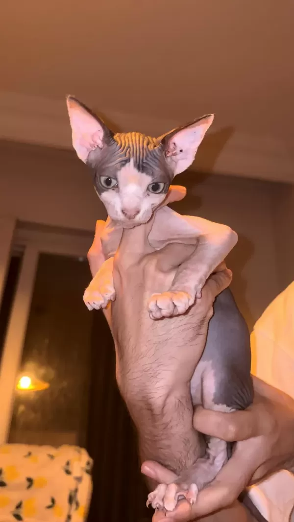 Erkek Kanada Sfenksi Yavrumuz