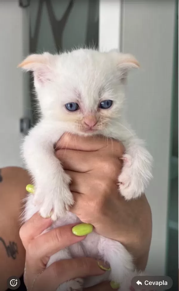 Scottish Fold Beyaz Erkek Yavru