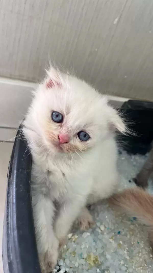 Scottish Fold Beyaz Erkek Yavru