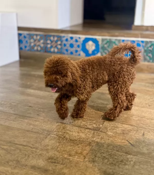 Köpeğimiz Dante Ailesini Arıyor