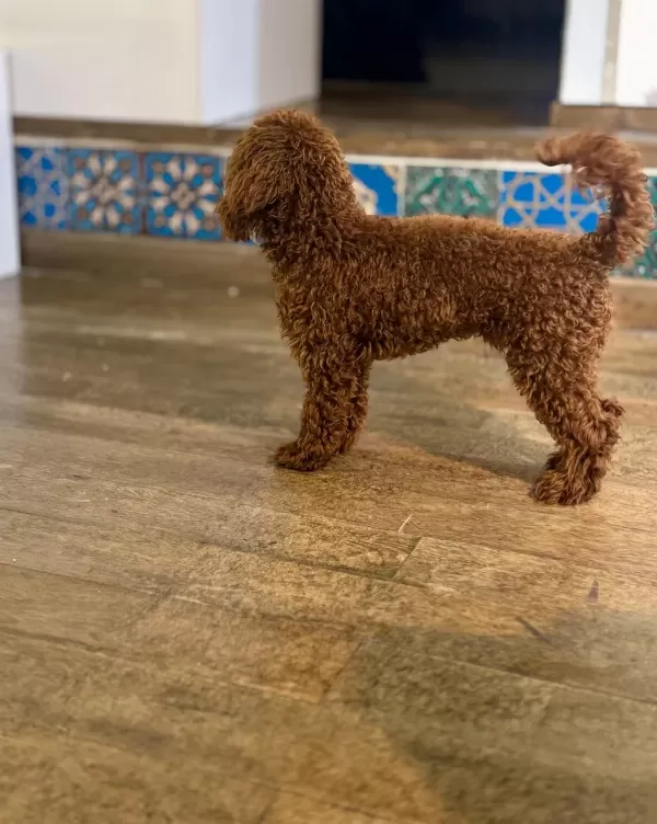 Köpeğimiz Dante Ailesini Arıyor