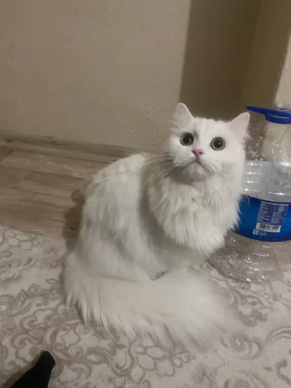 Ömürlük Yuva Arayan 2 British Longhair